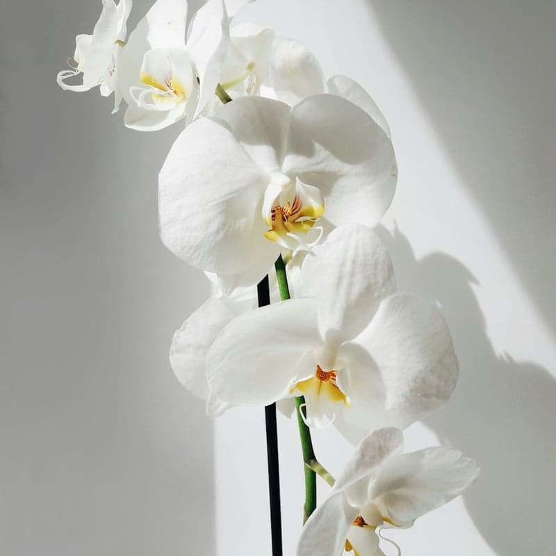 Orquídea Phalaenopsis Pura (1 Vara Blanca)
