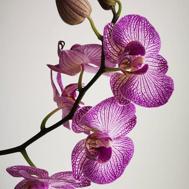 Orquídea Cascada Real (2 Varas Púrpura)
