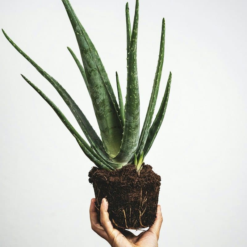 Helecho Andino Gigante