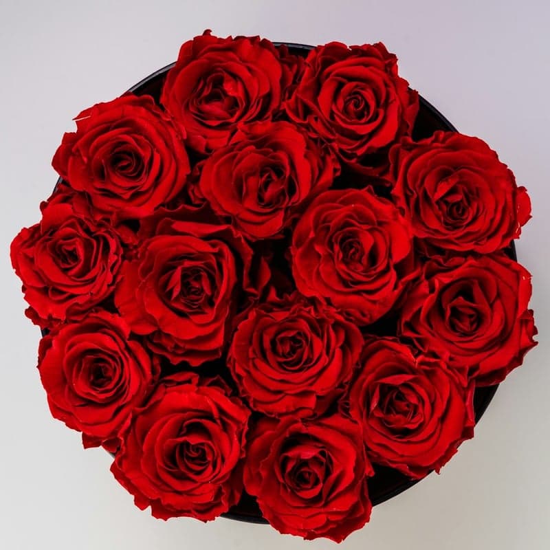 Rosas Explorer Dark (18 tallos)